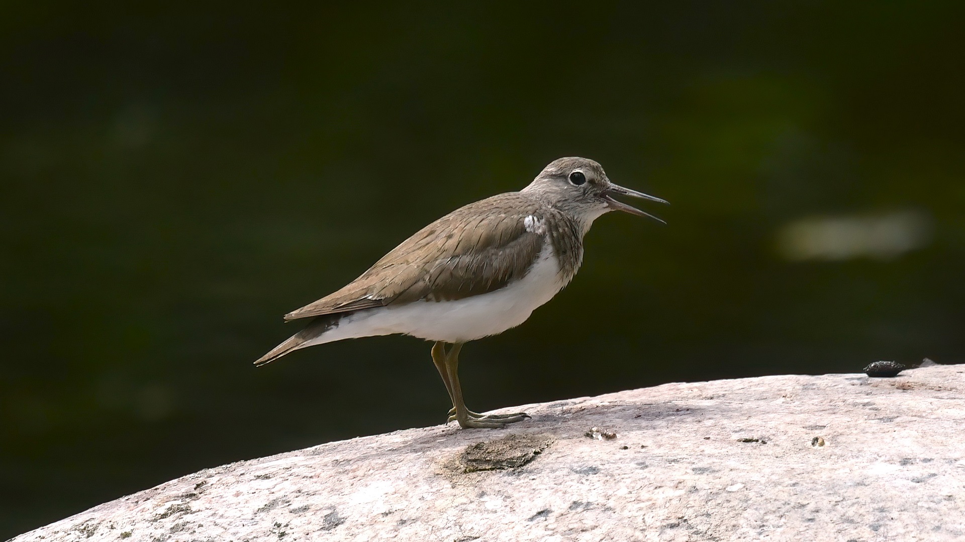 Common Sandpiper
