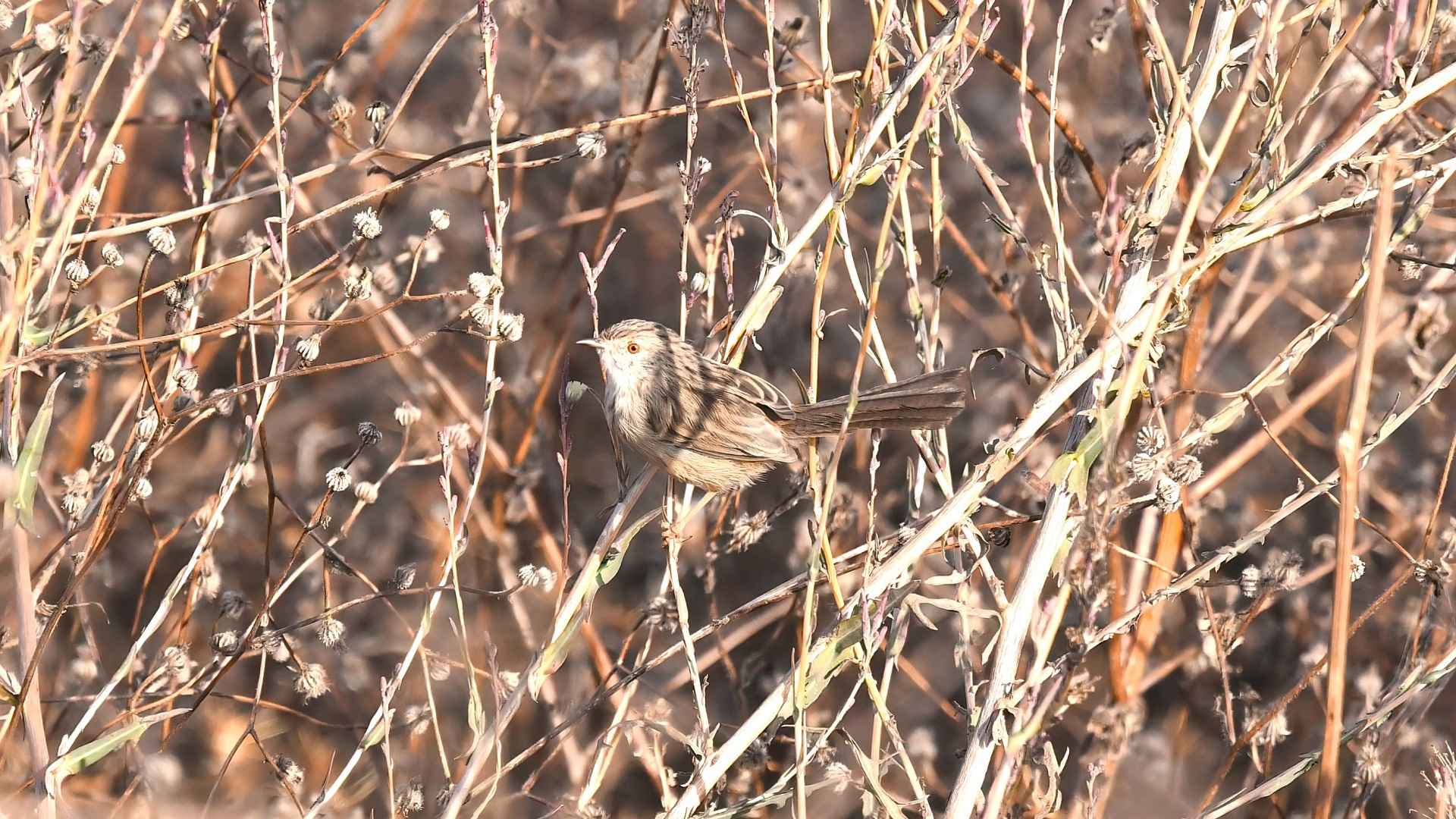 Graceful Prinia