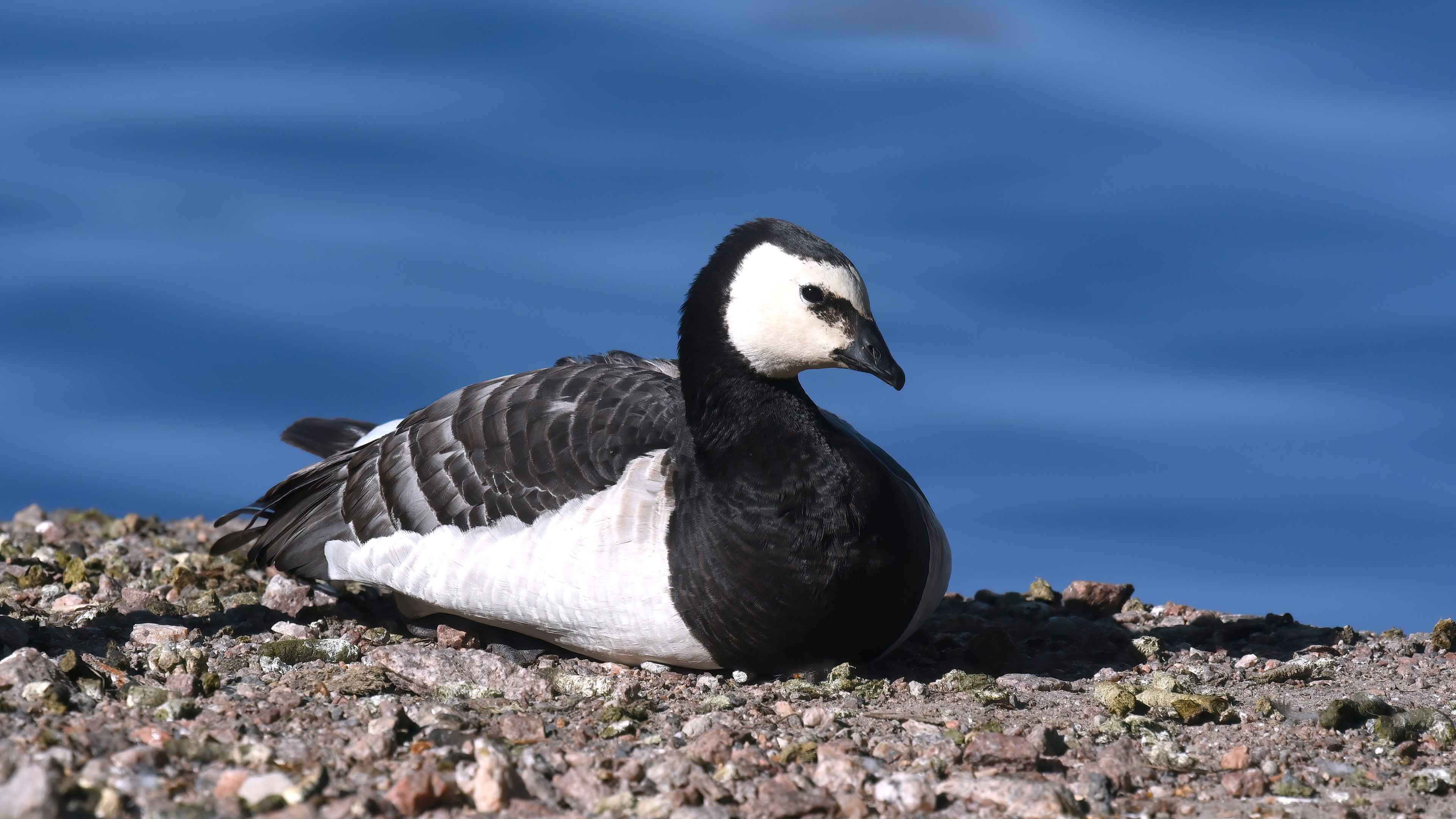 Barnacle Goose