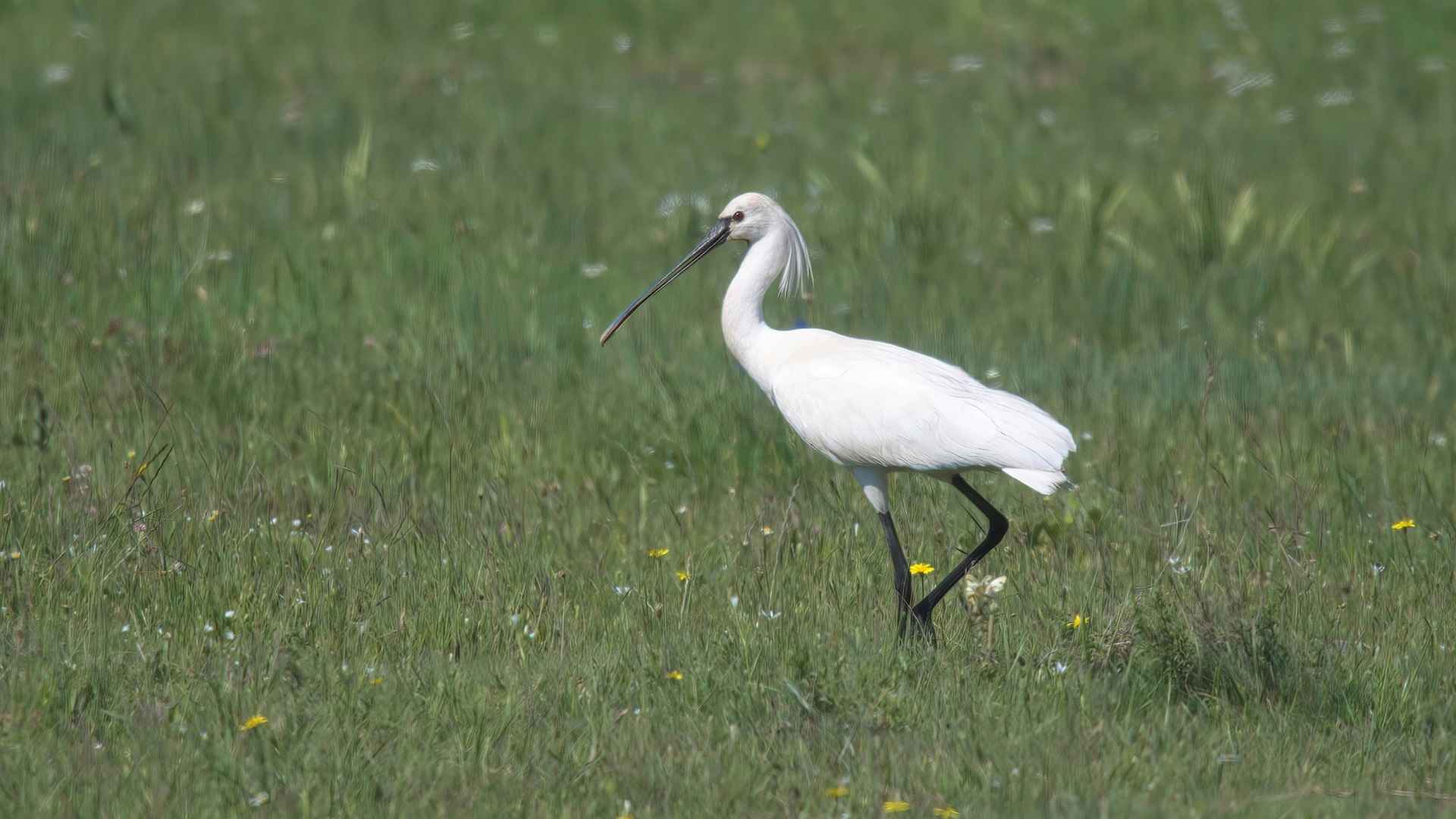 Eurasian Spoonbill