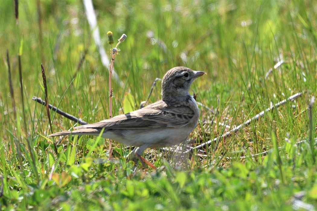 Greater Short-toed Lark