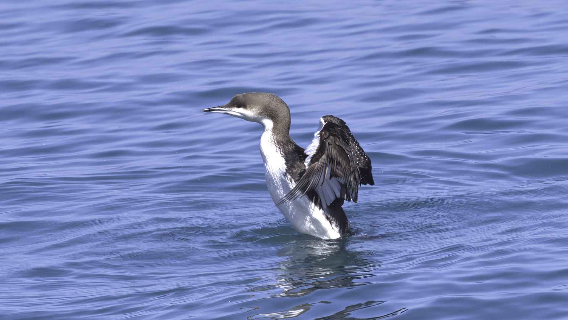 Karagerdanlı dalgıç