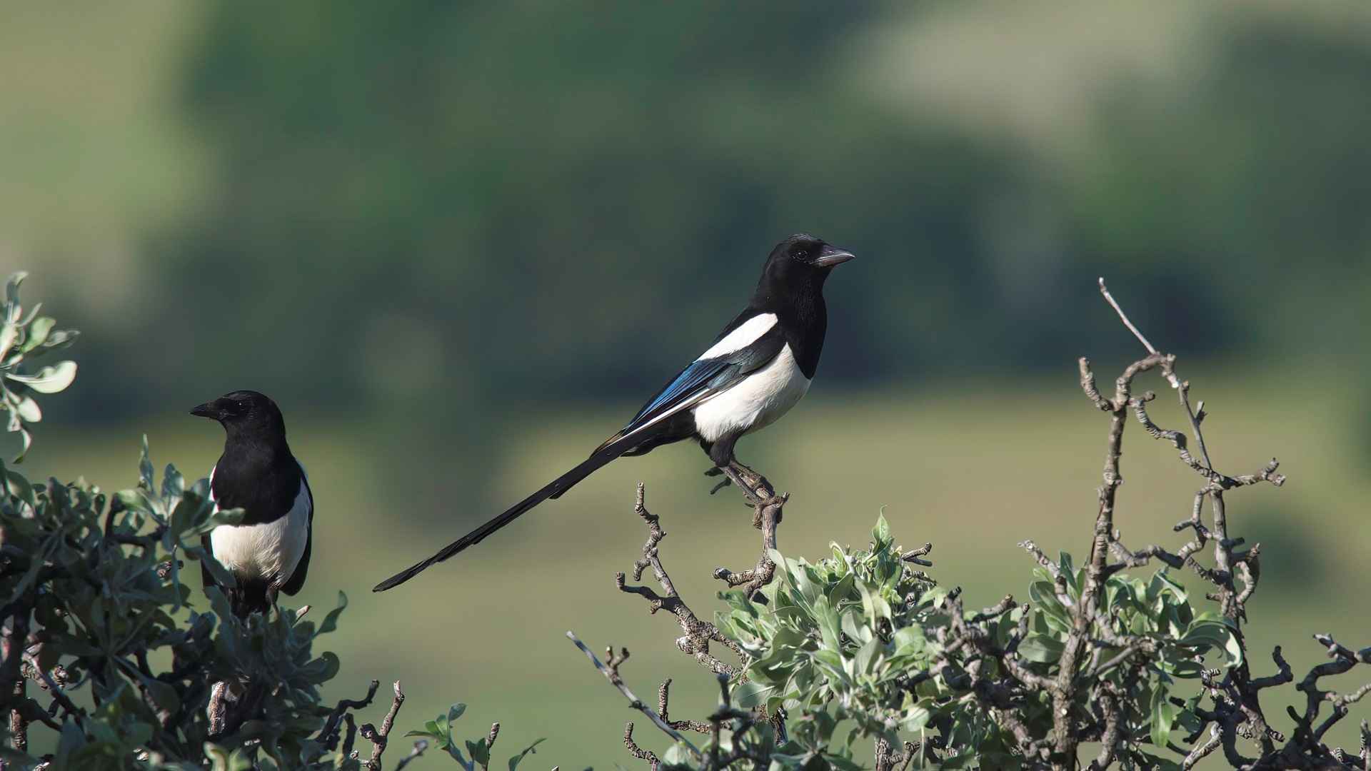 Saksağan