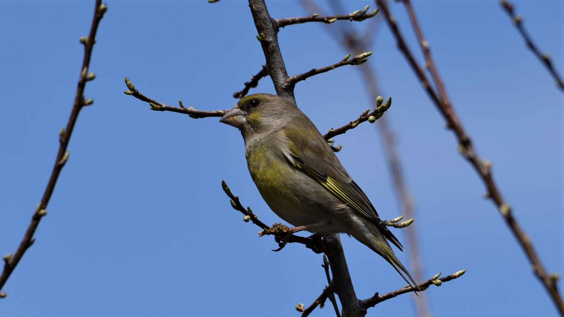 Florya