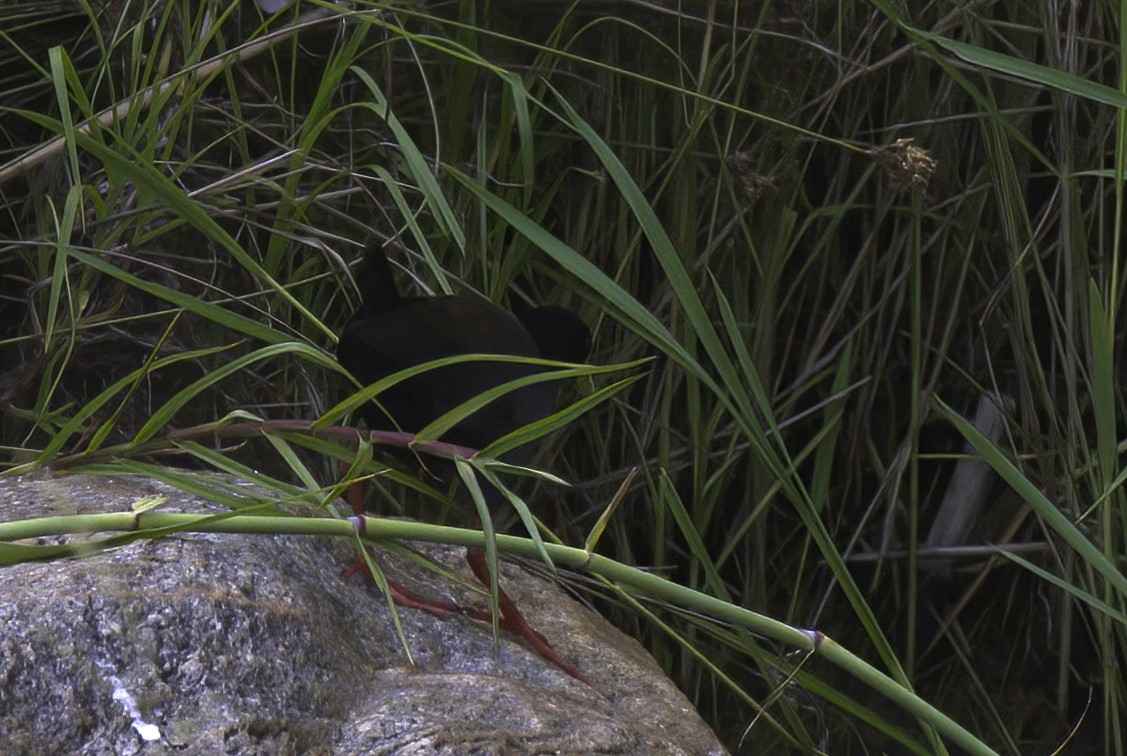 Black Crake
