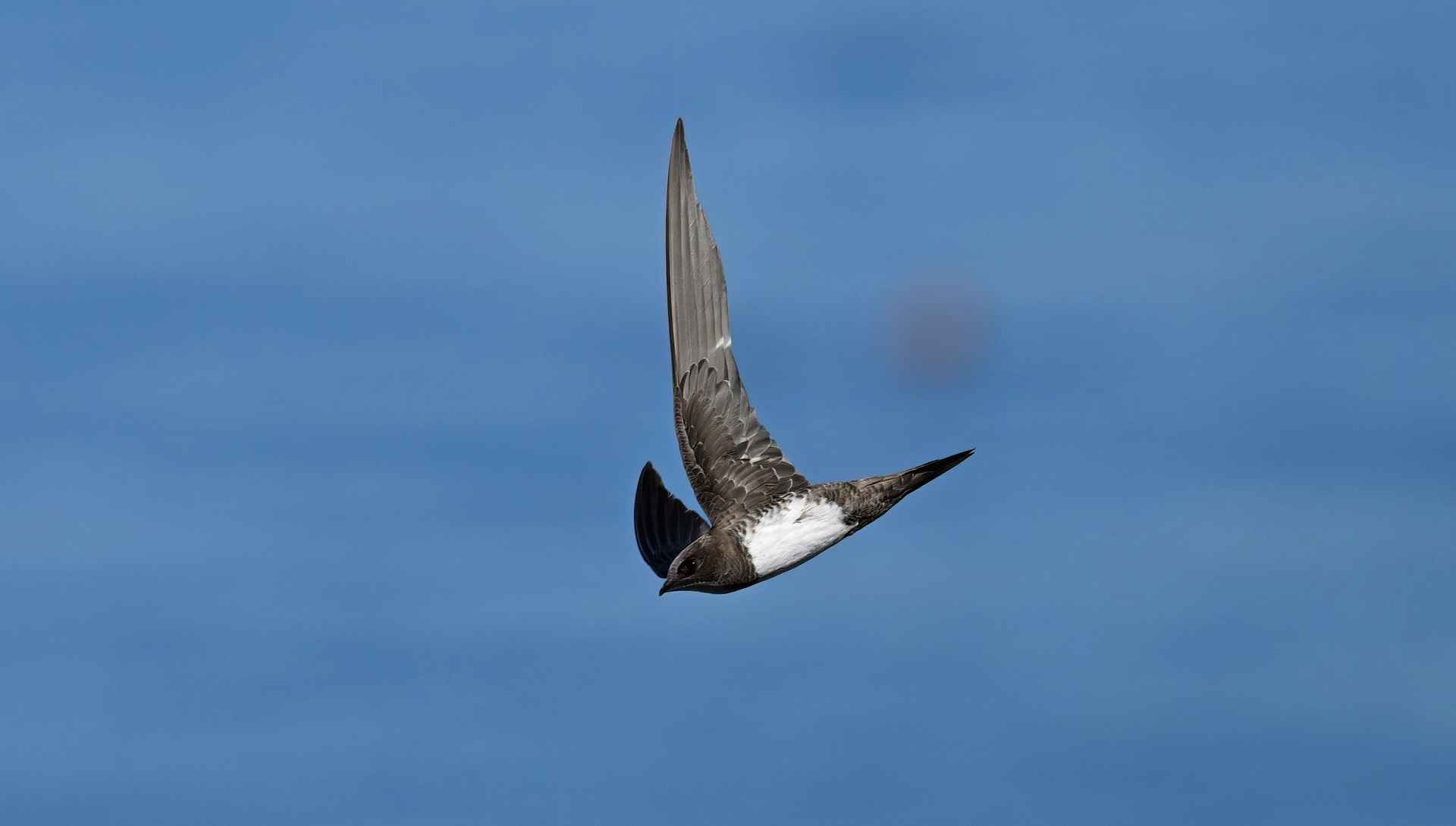 Alpine Swift