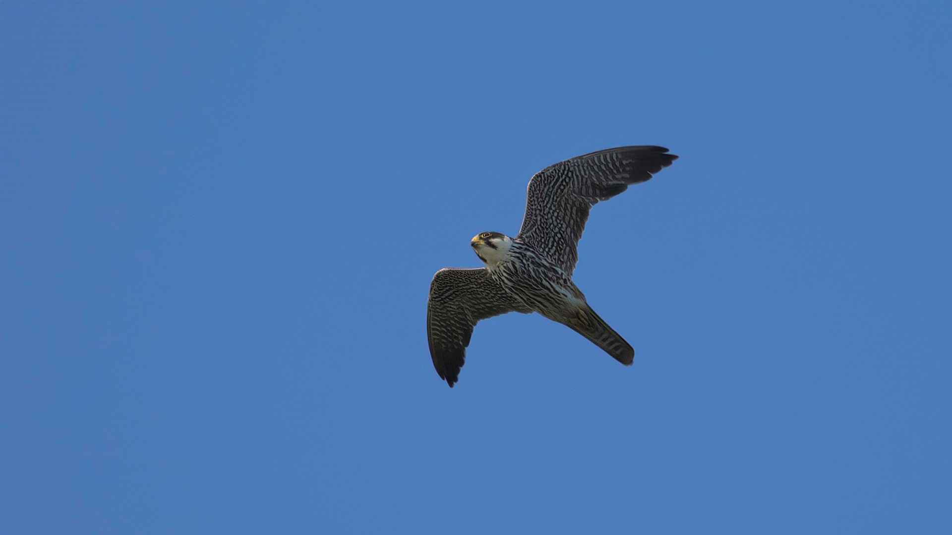 Peregrine Falcon