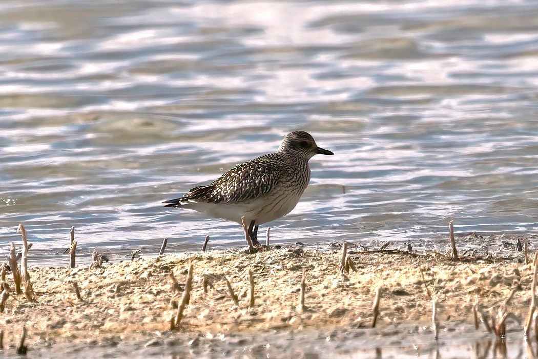 European Golden-Plover