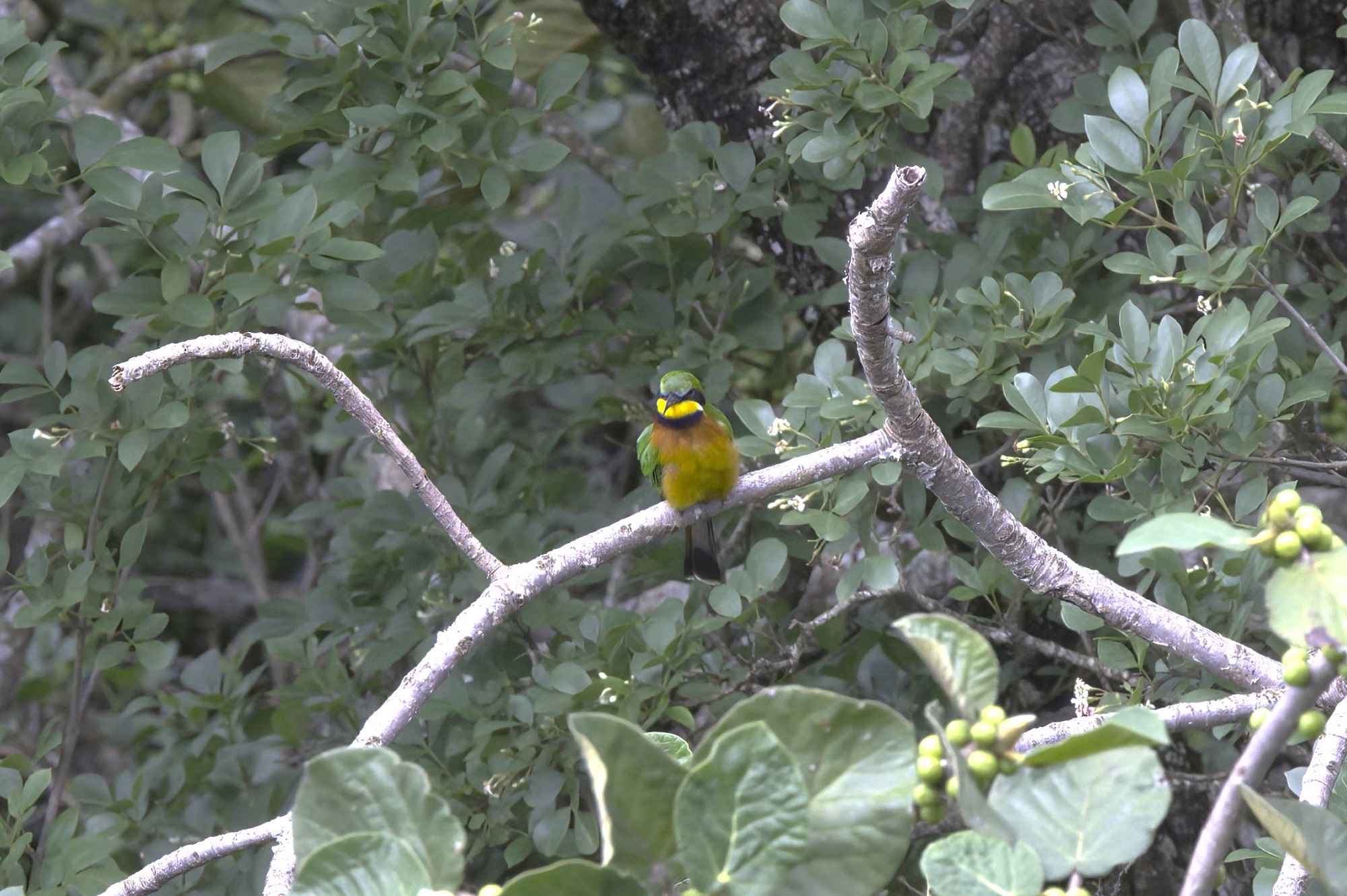 Little Bee-eater