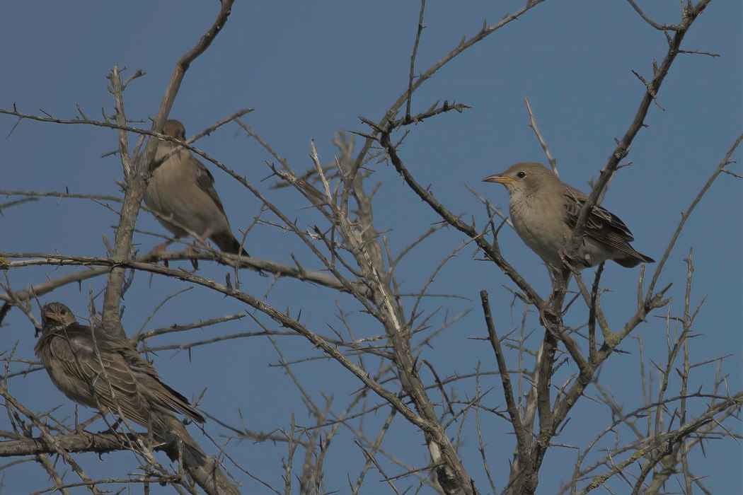 Rosy Starling