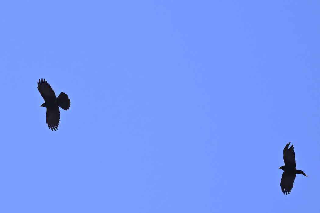 Yellow-billed Chough