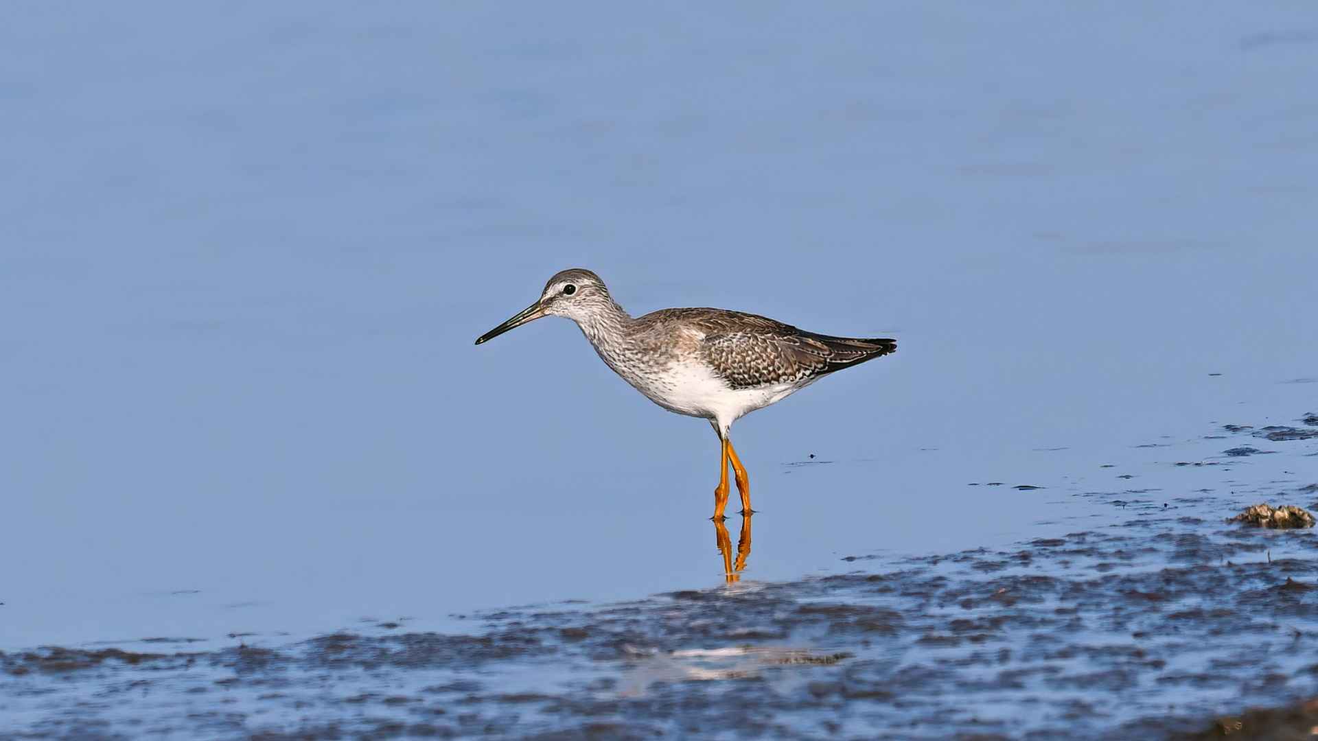 Common Redshank