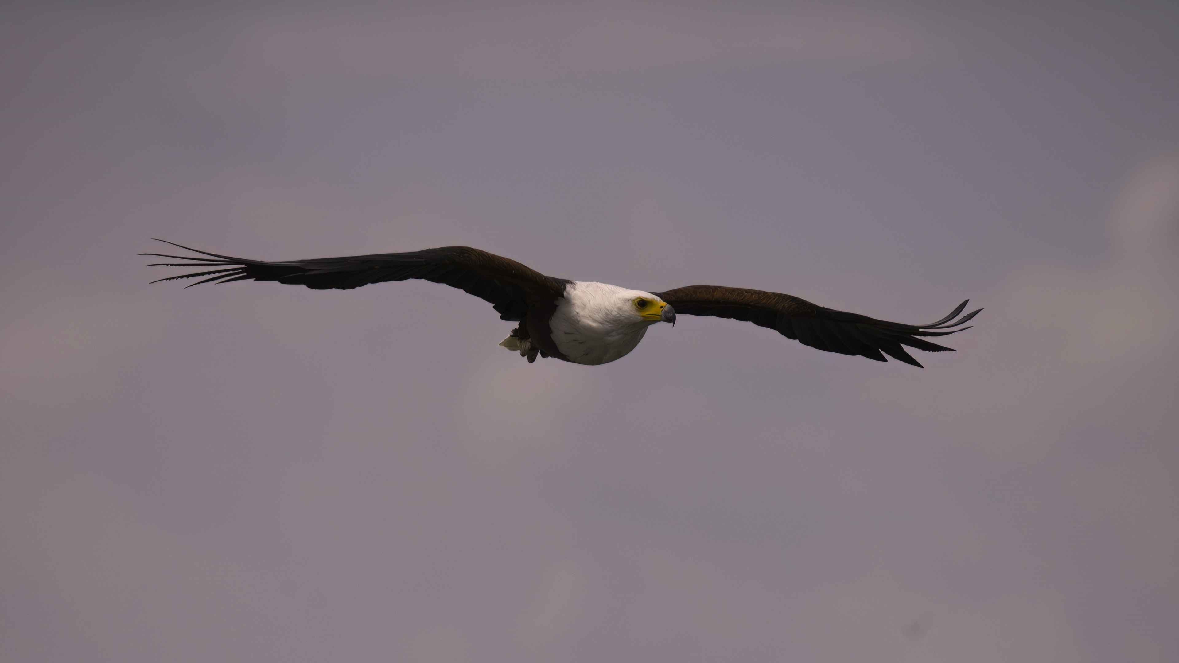 African Fish-Eagle