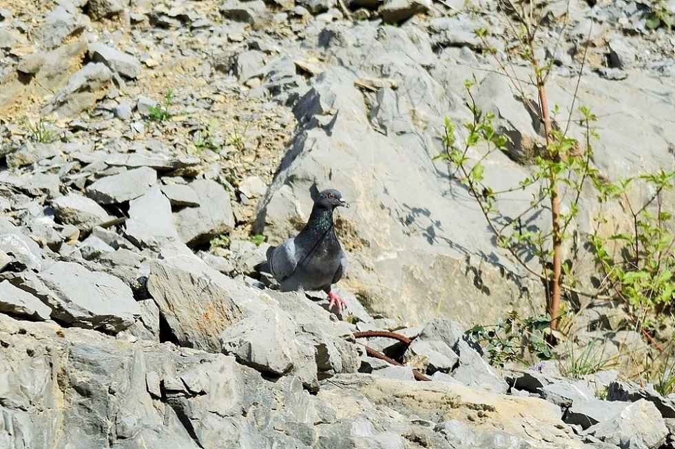 Rock Pigeon