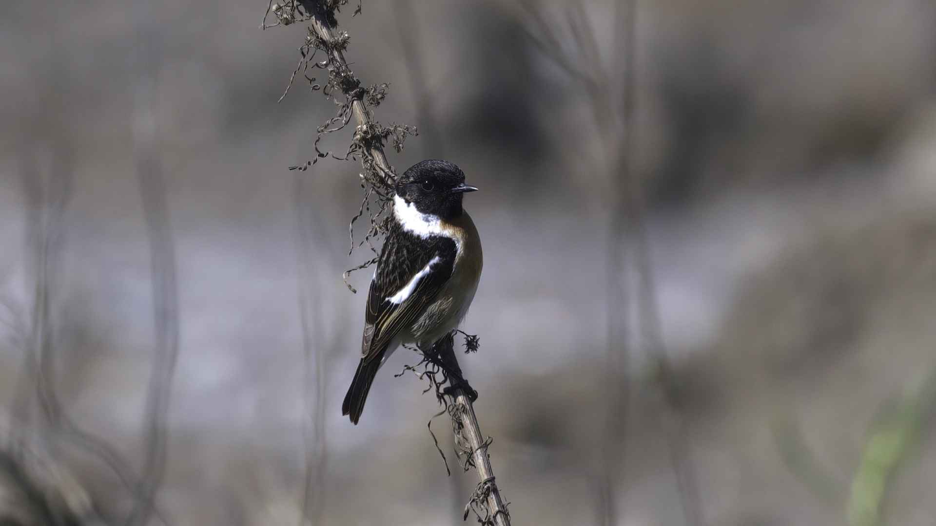 Siberian Stonechat
