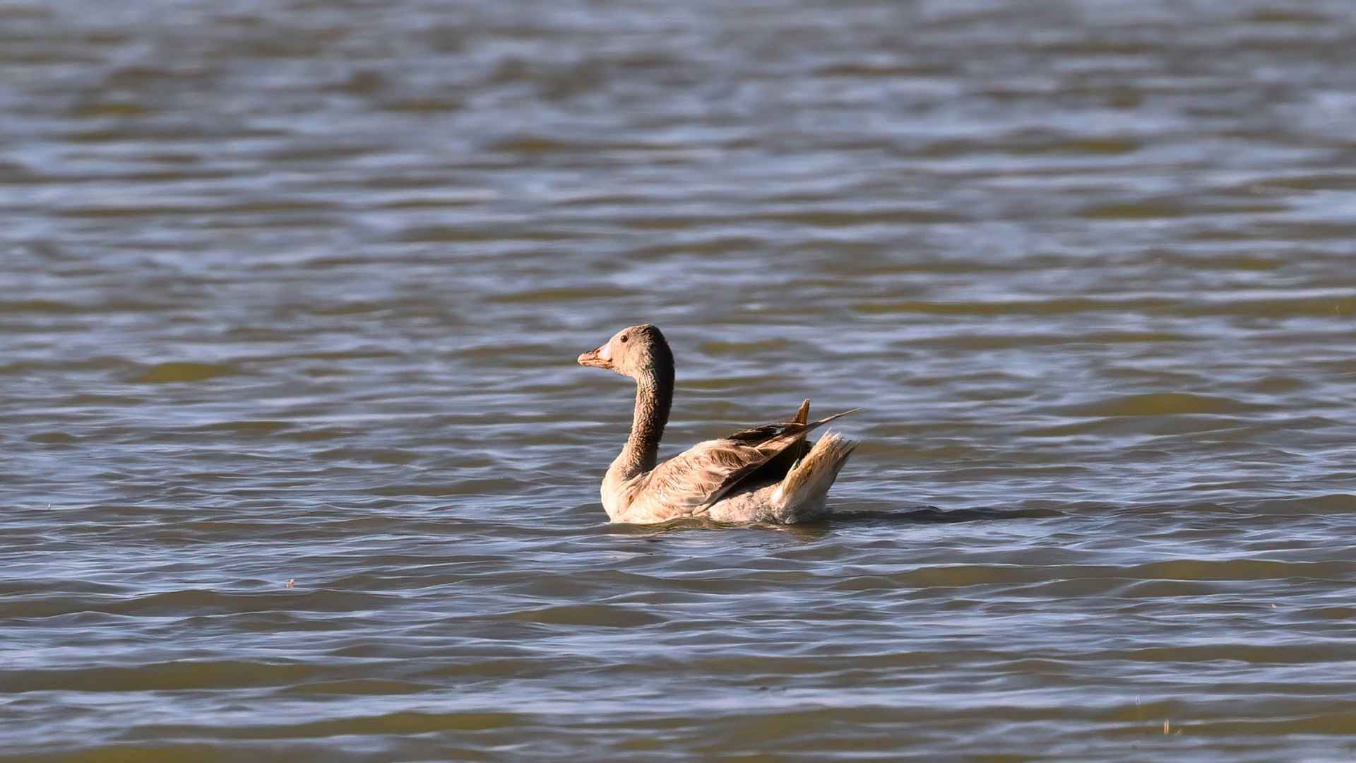 Graylag Goose