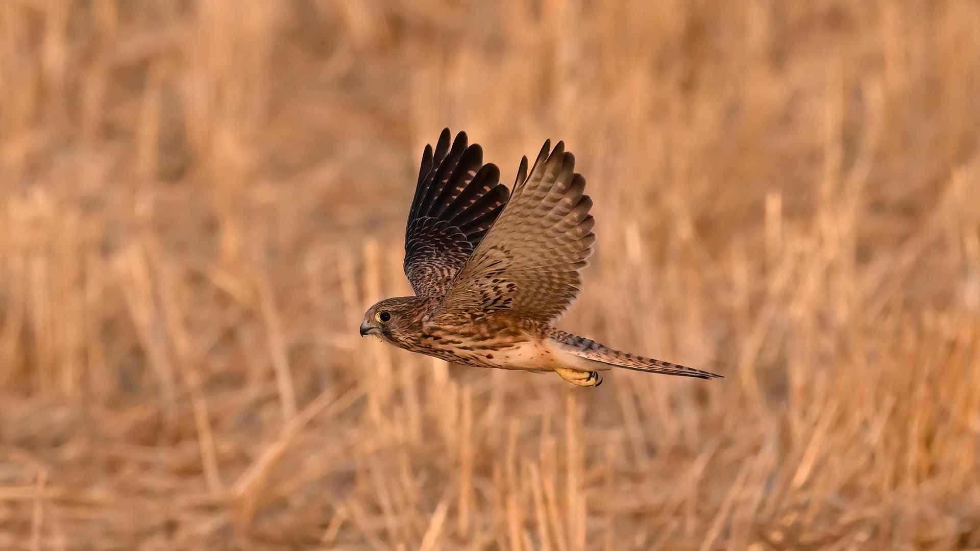 Eurasian Kestrel