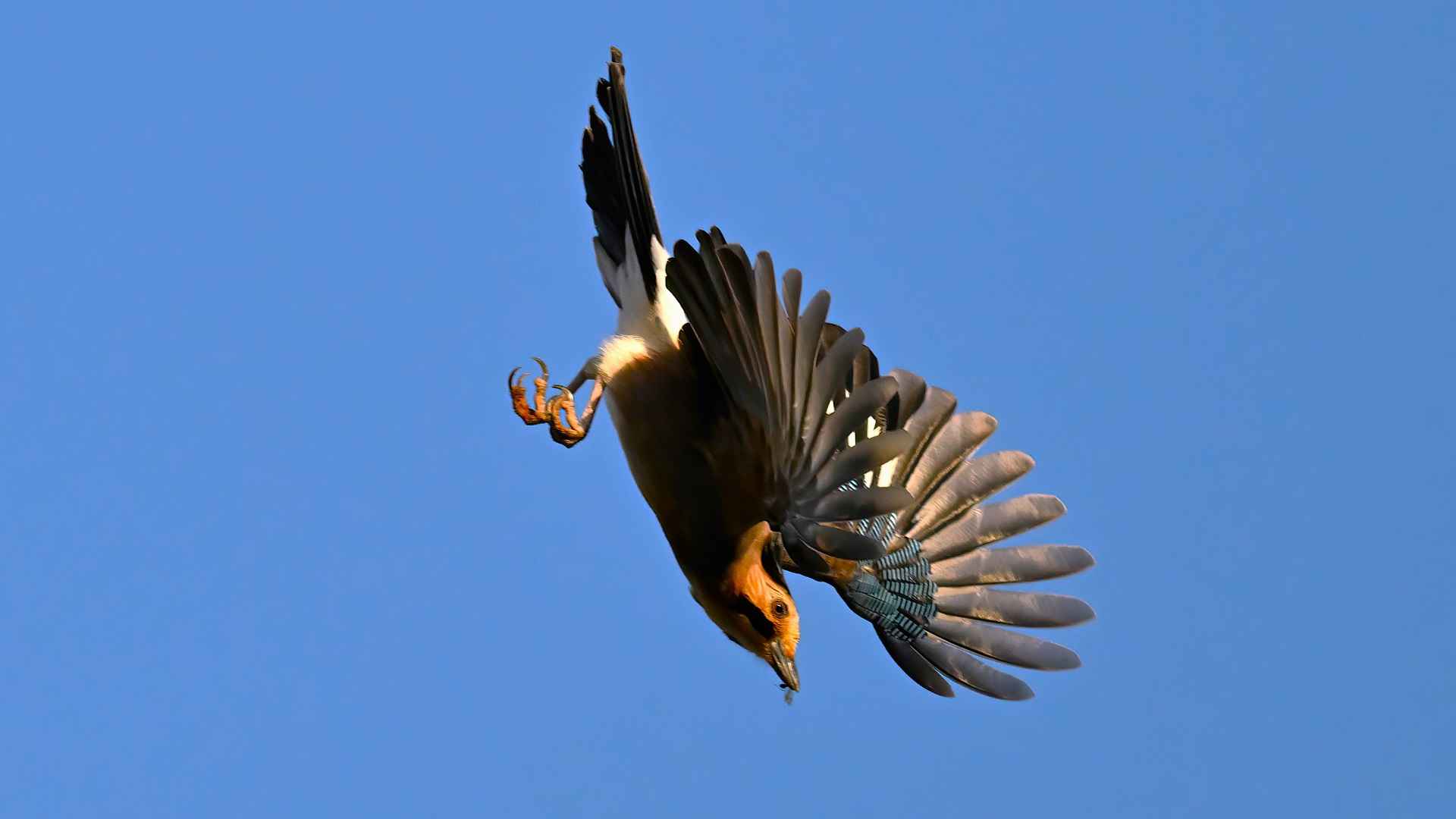 Eurasian Jay