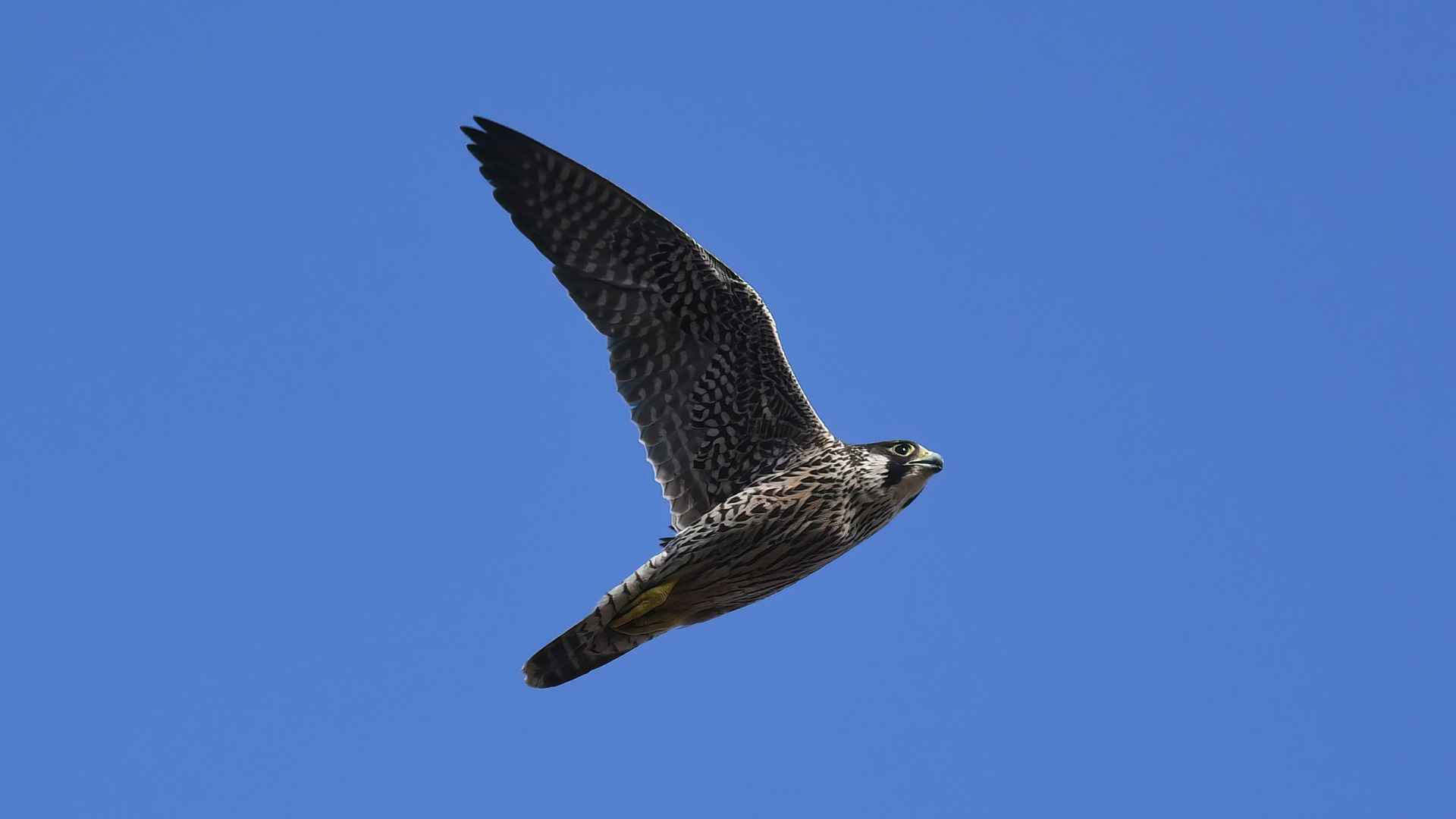 Peregrine Falcon