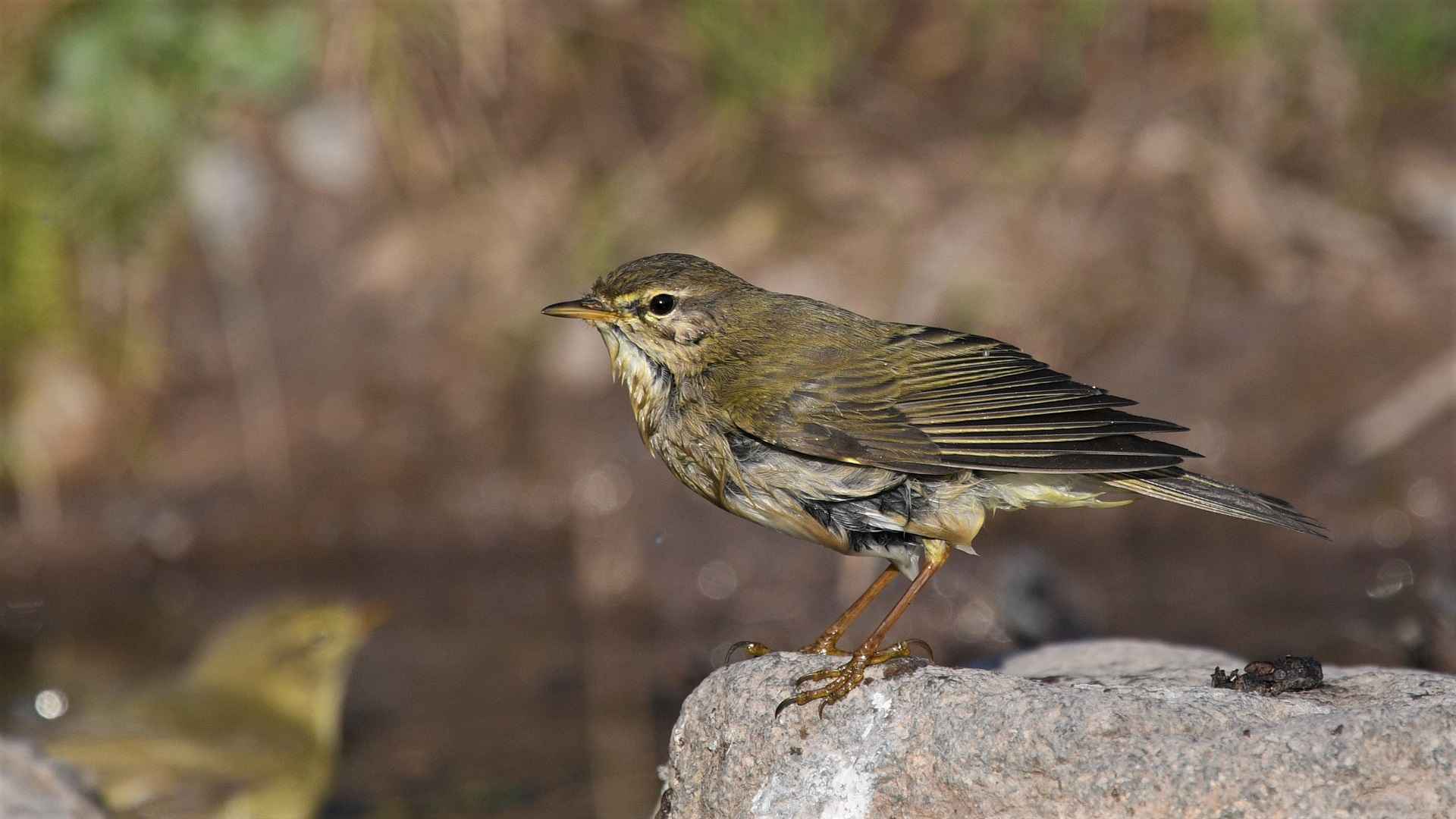 Söğütbülbülü