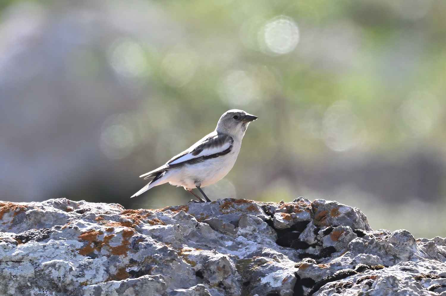 White-winged Snowfinch