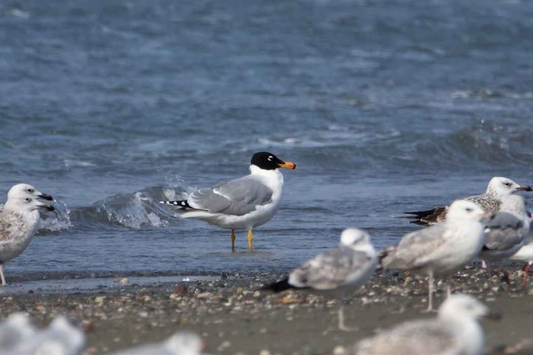 Pallas's Gull