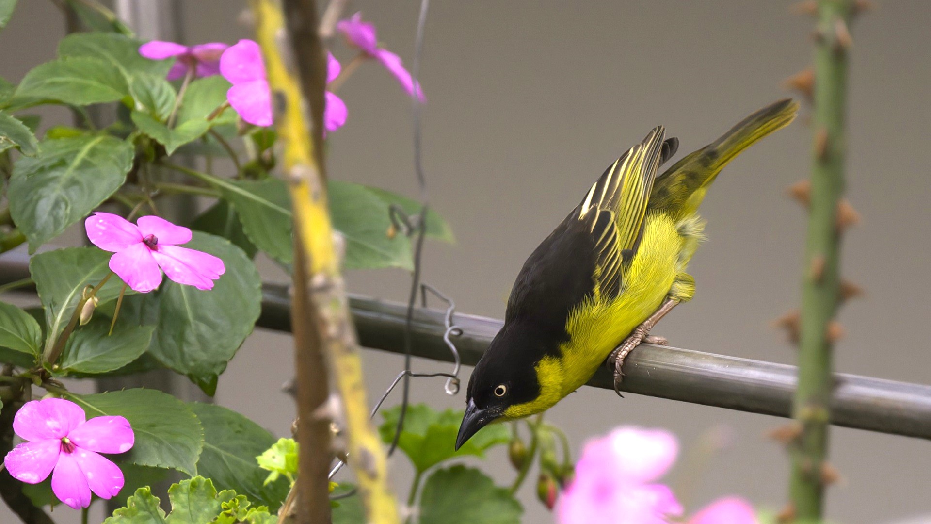 Baglafecht Weaver