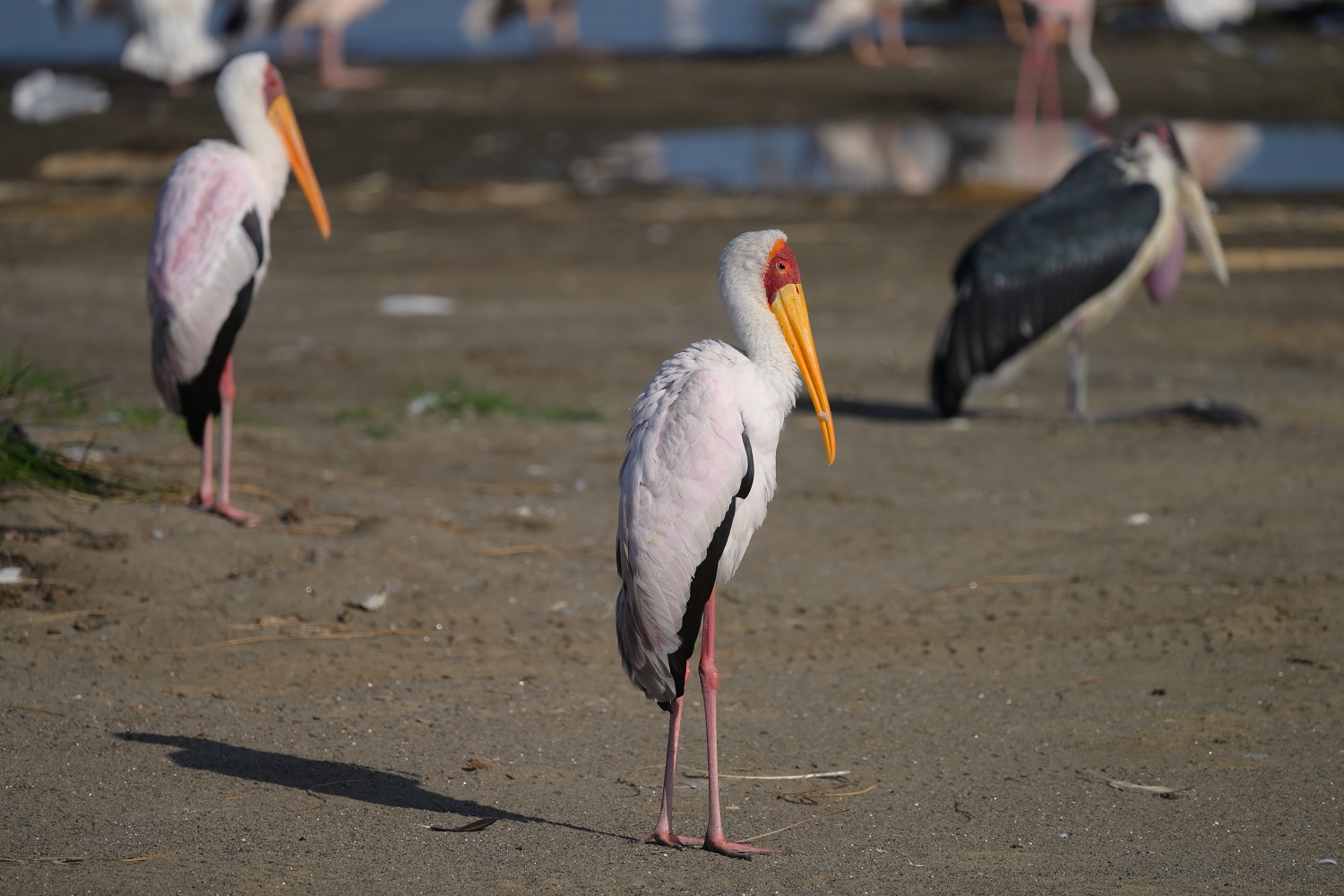 Yellow-billed Stork