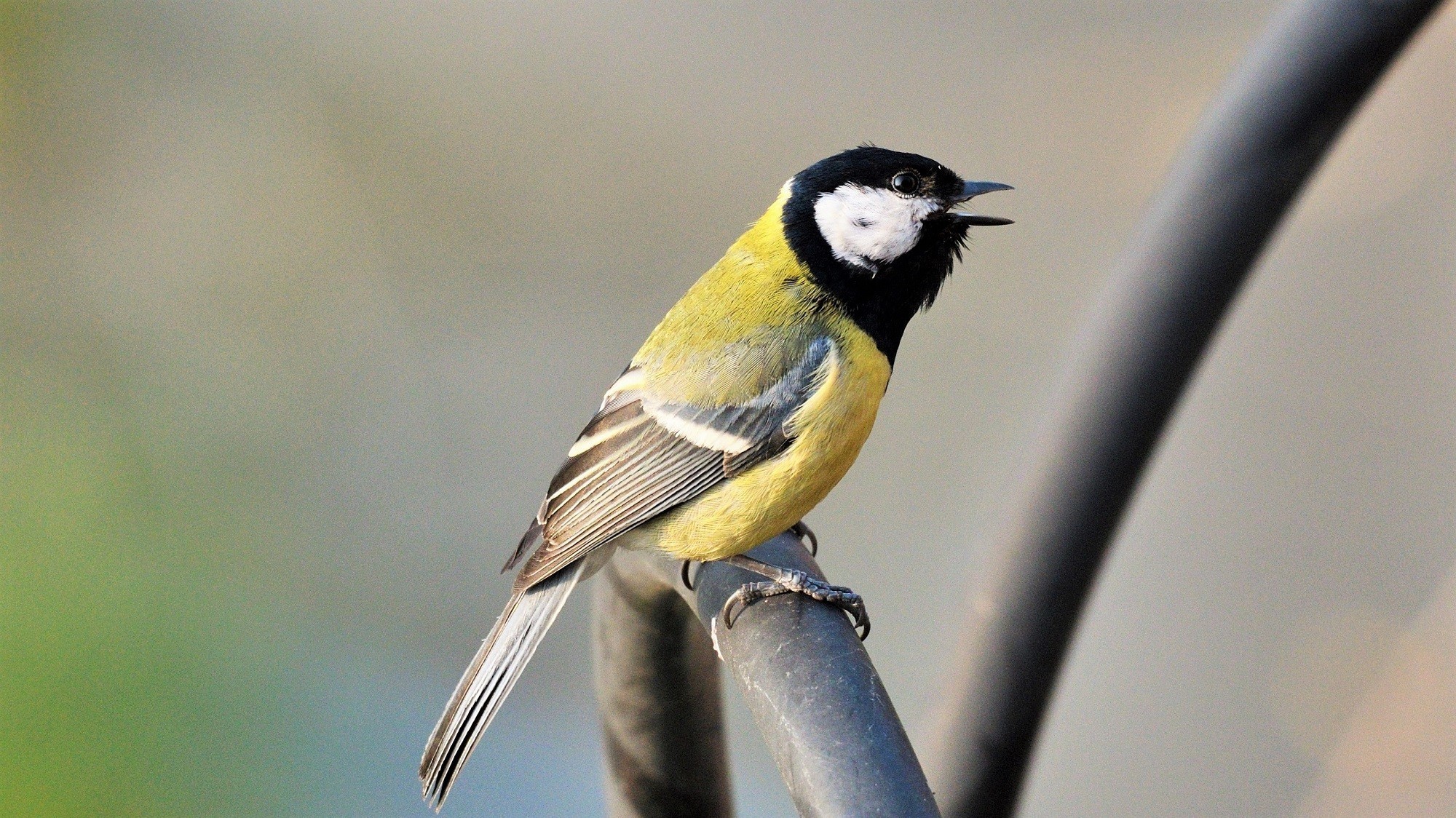 Great Tit