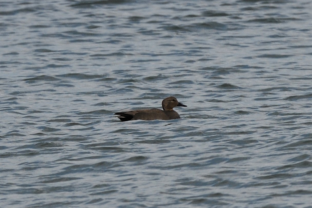 Gadwall