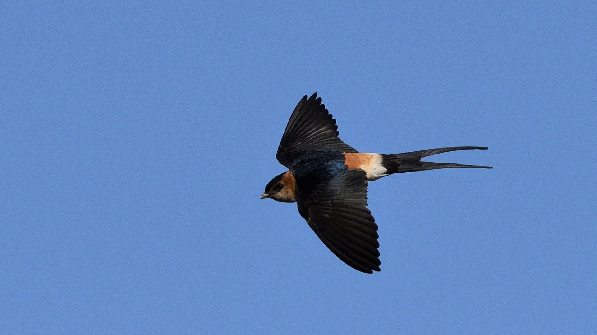 Red-rumped Swallow