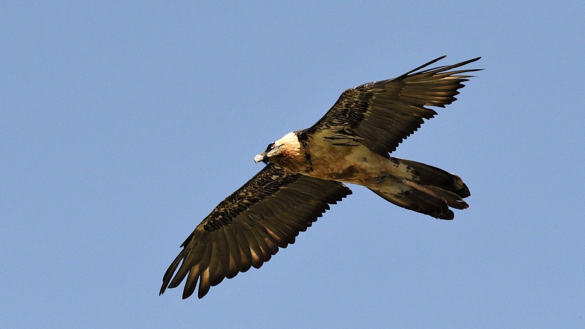 Bearded Vulture