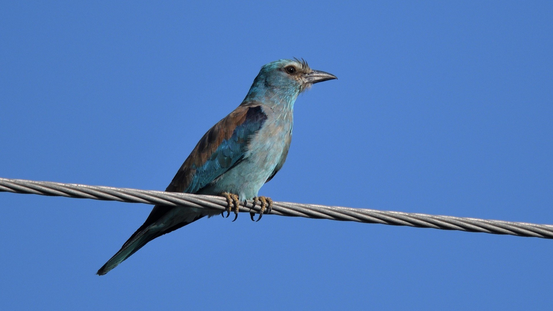 European Roller