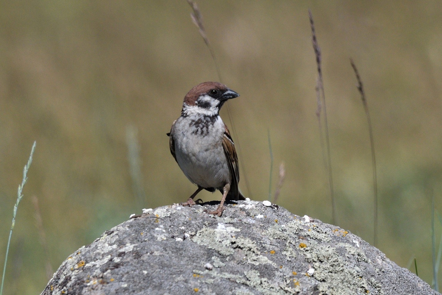 Eurasian Tree Sparrow