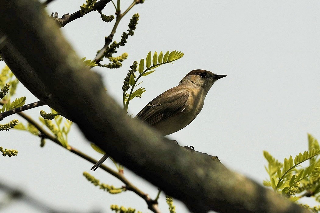 Eurasian Blackcap