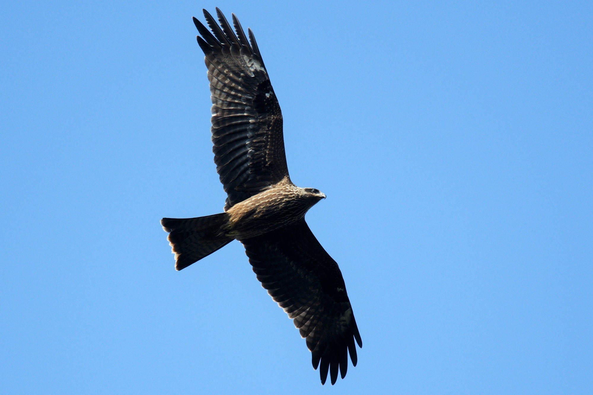 Black Kite