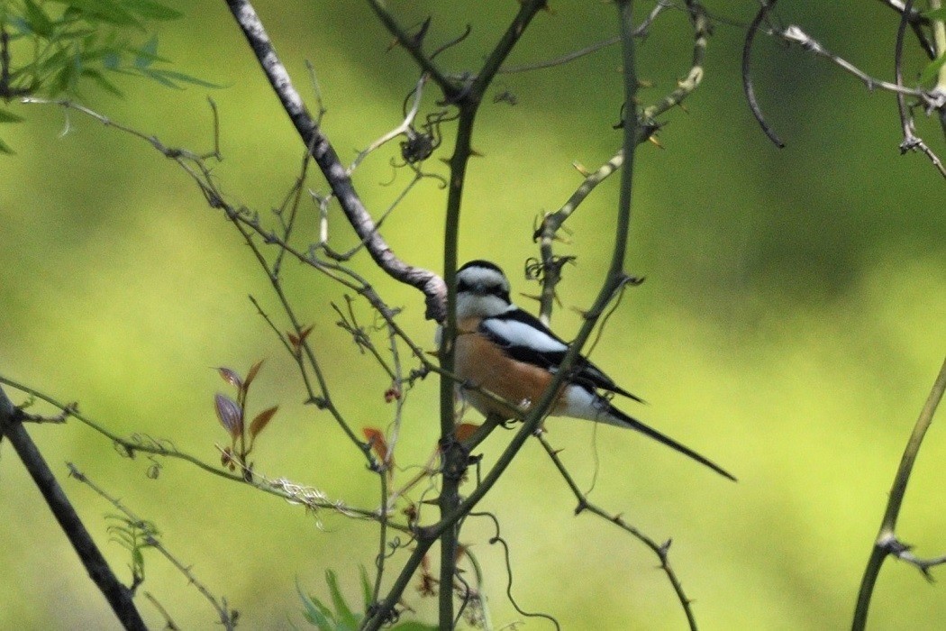 Masked Shrike