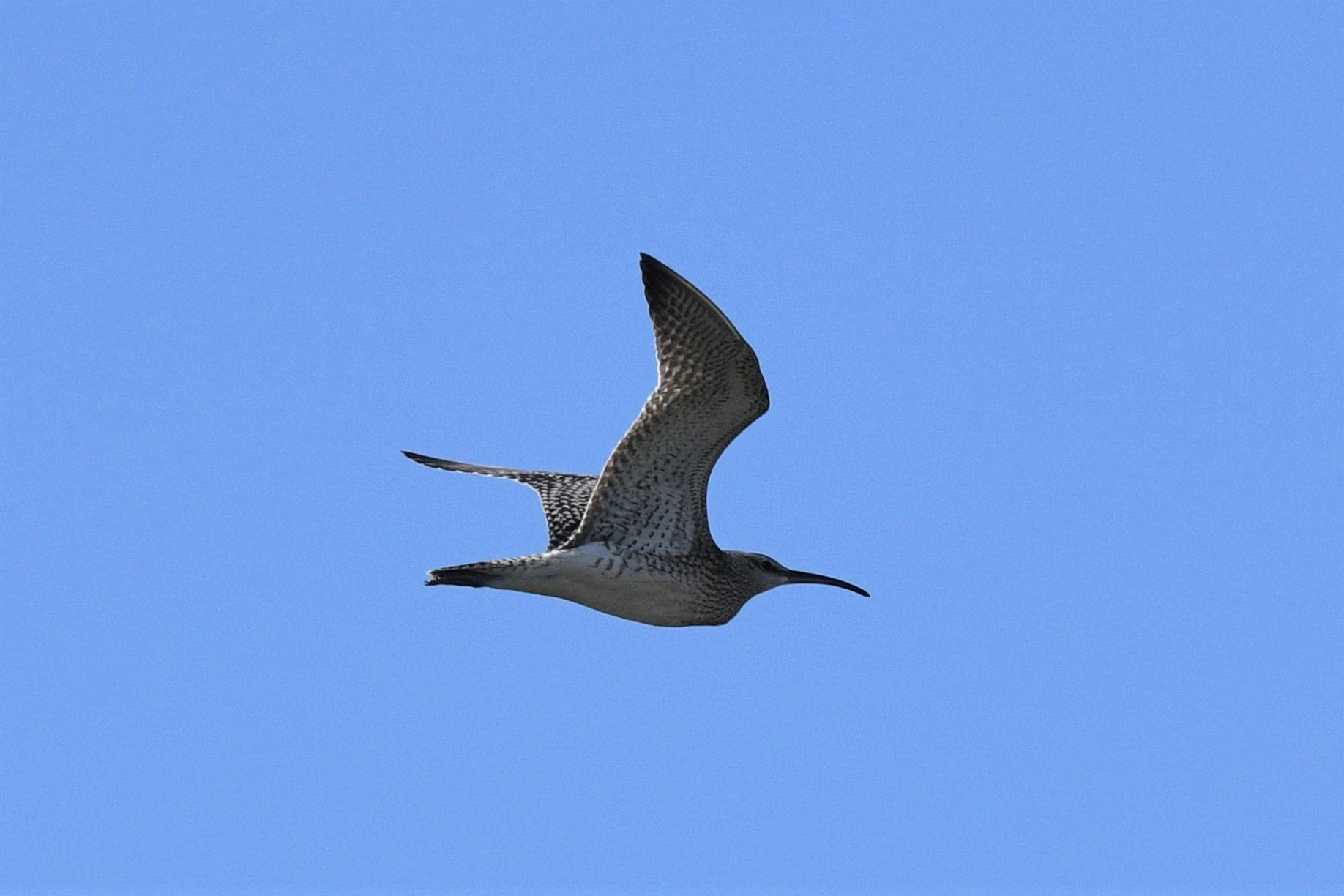 Whimbrel
