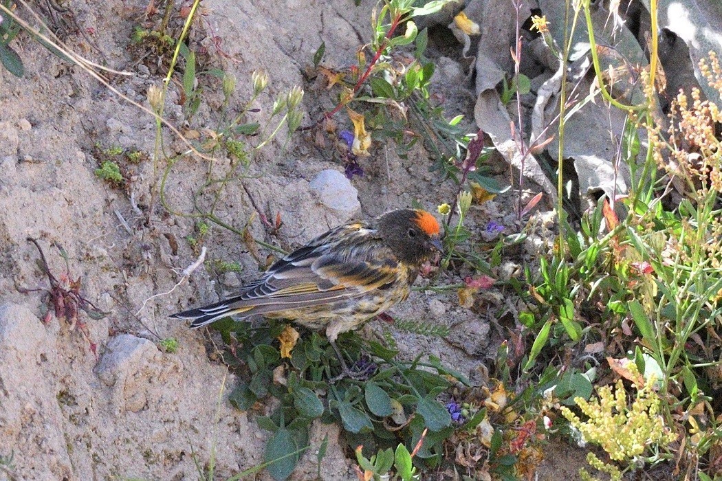 Fire-fronted Serin