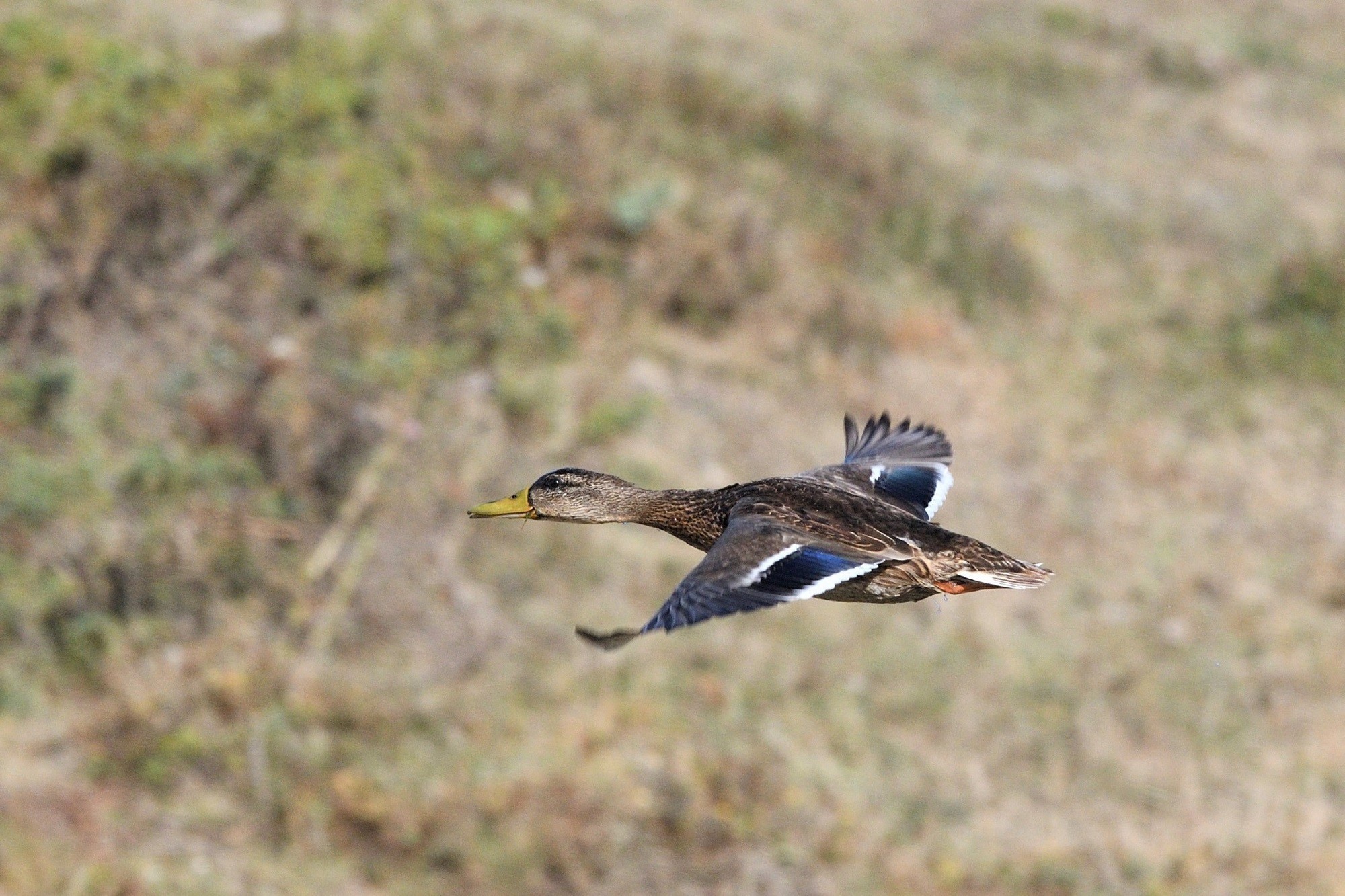 Mallard