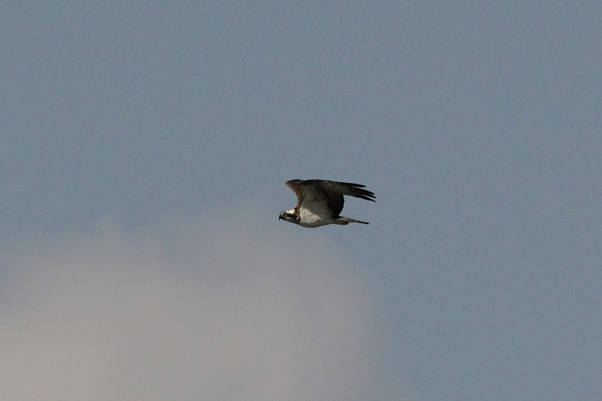 Osprey