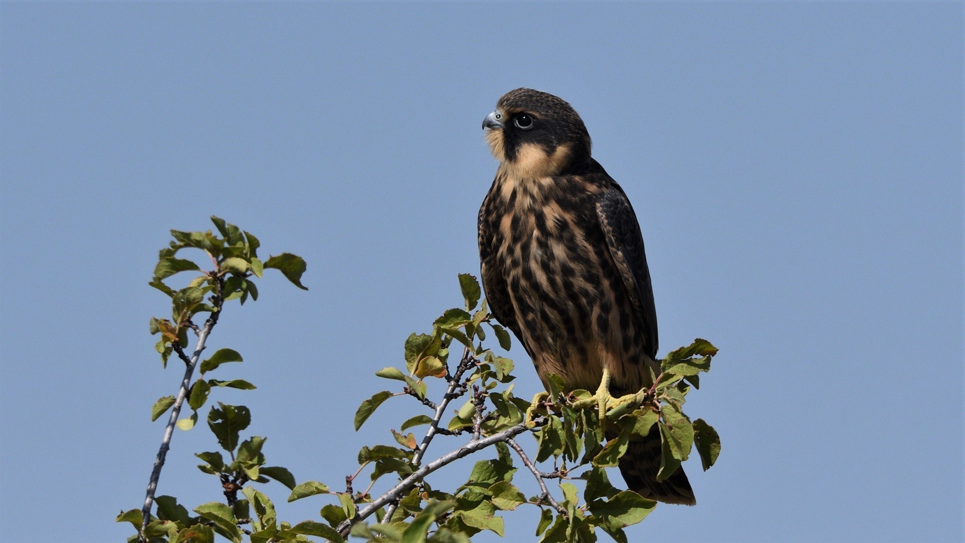 Eurasian Hobby