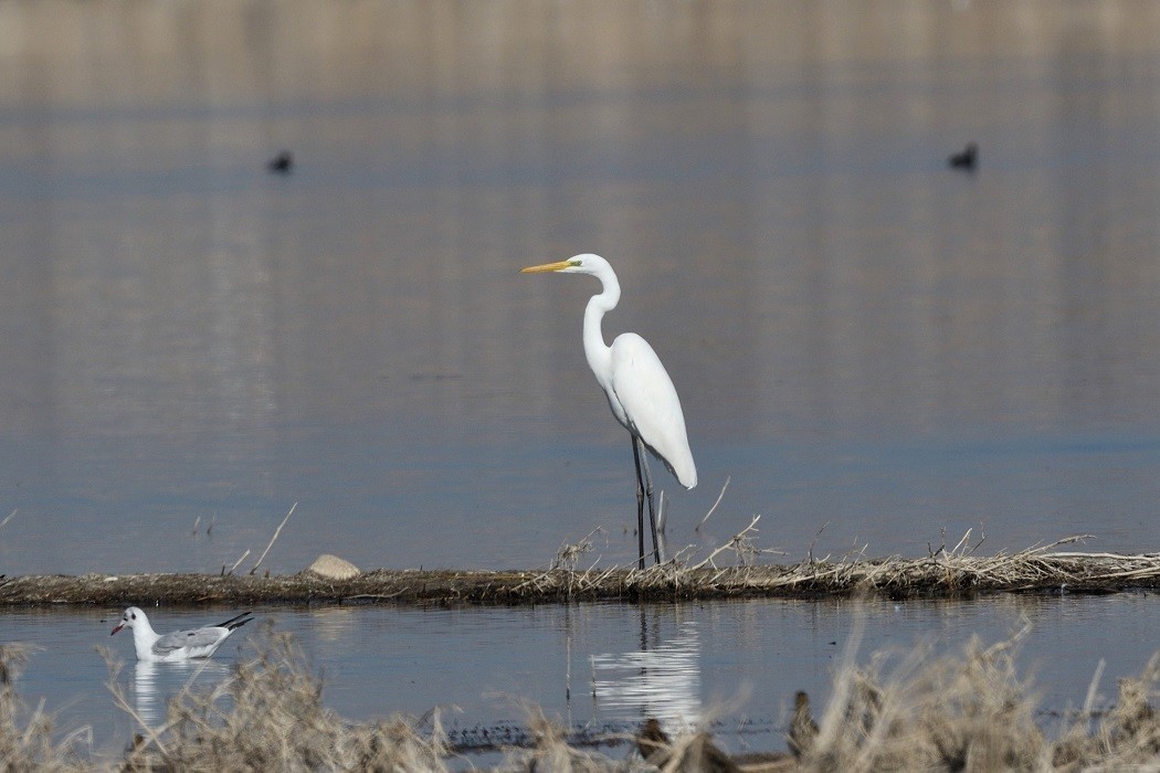 Great Egret