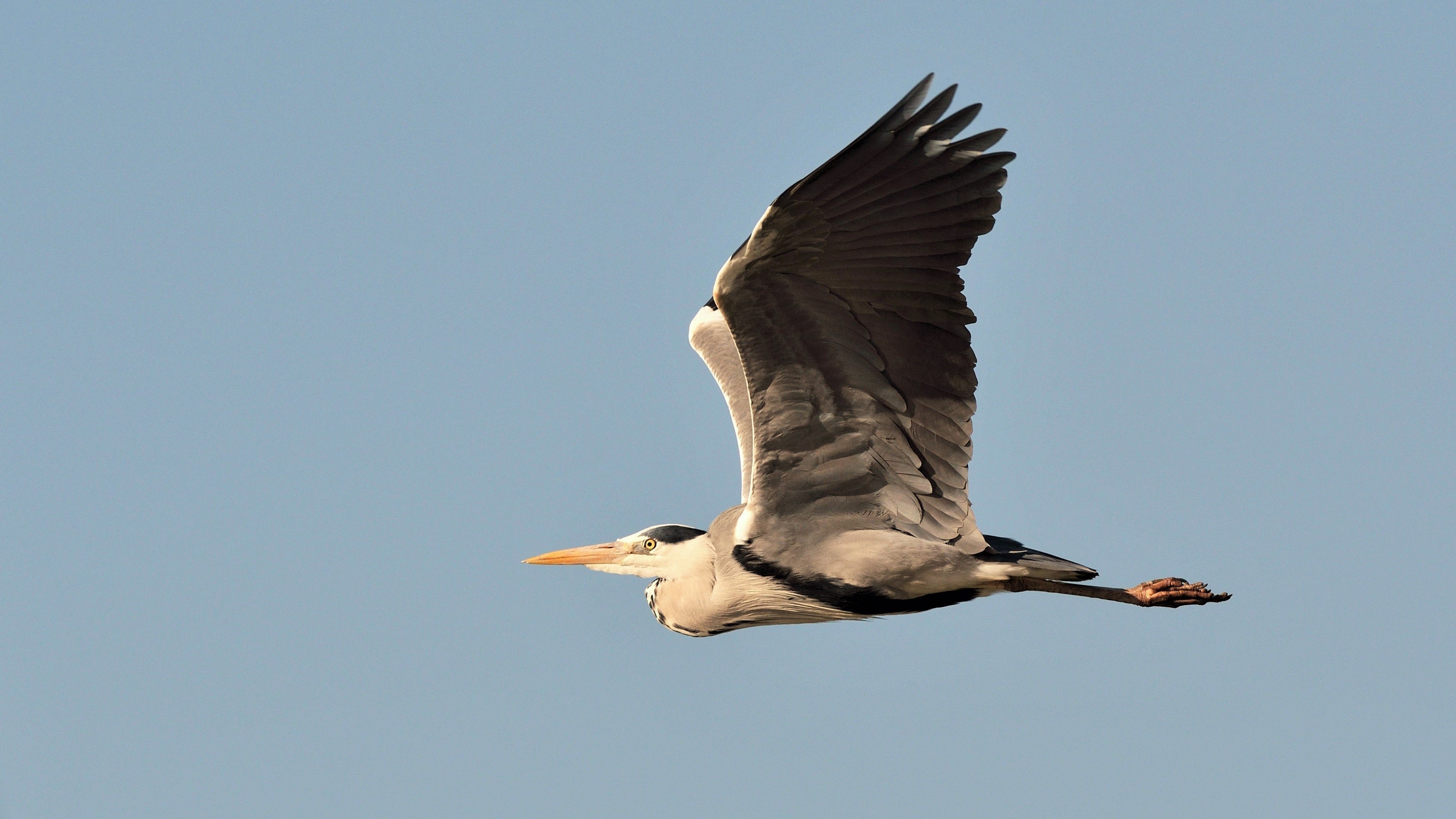 Grey Heron