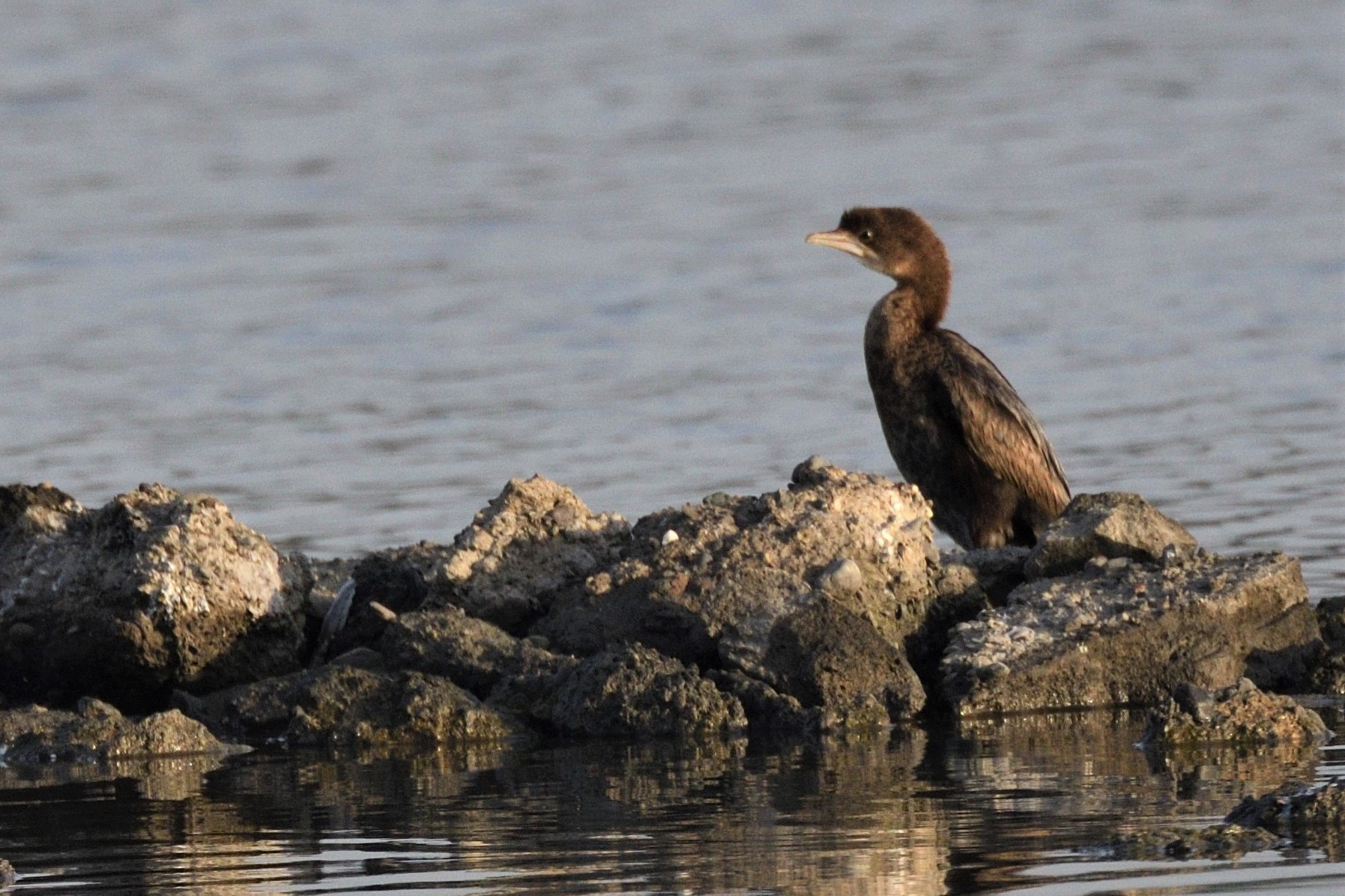 Pygmy Cormorant