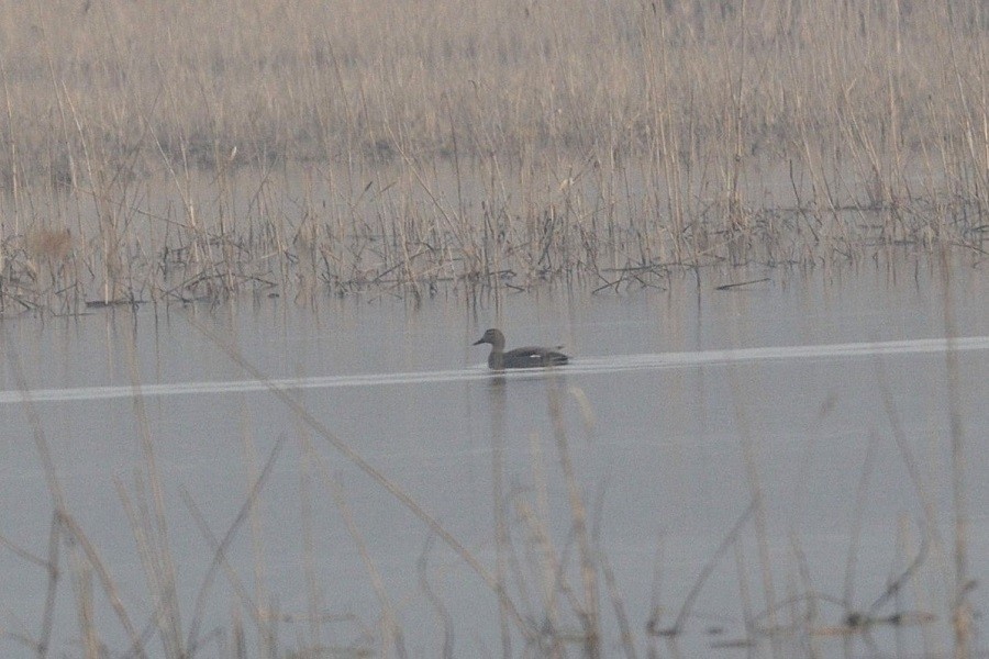 Gadwall