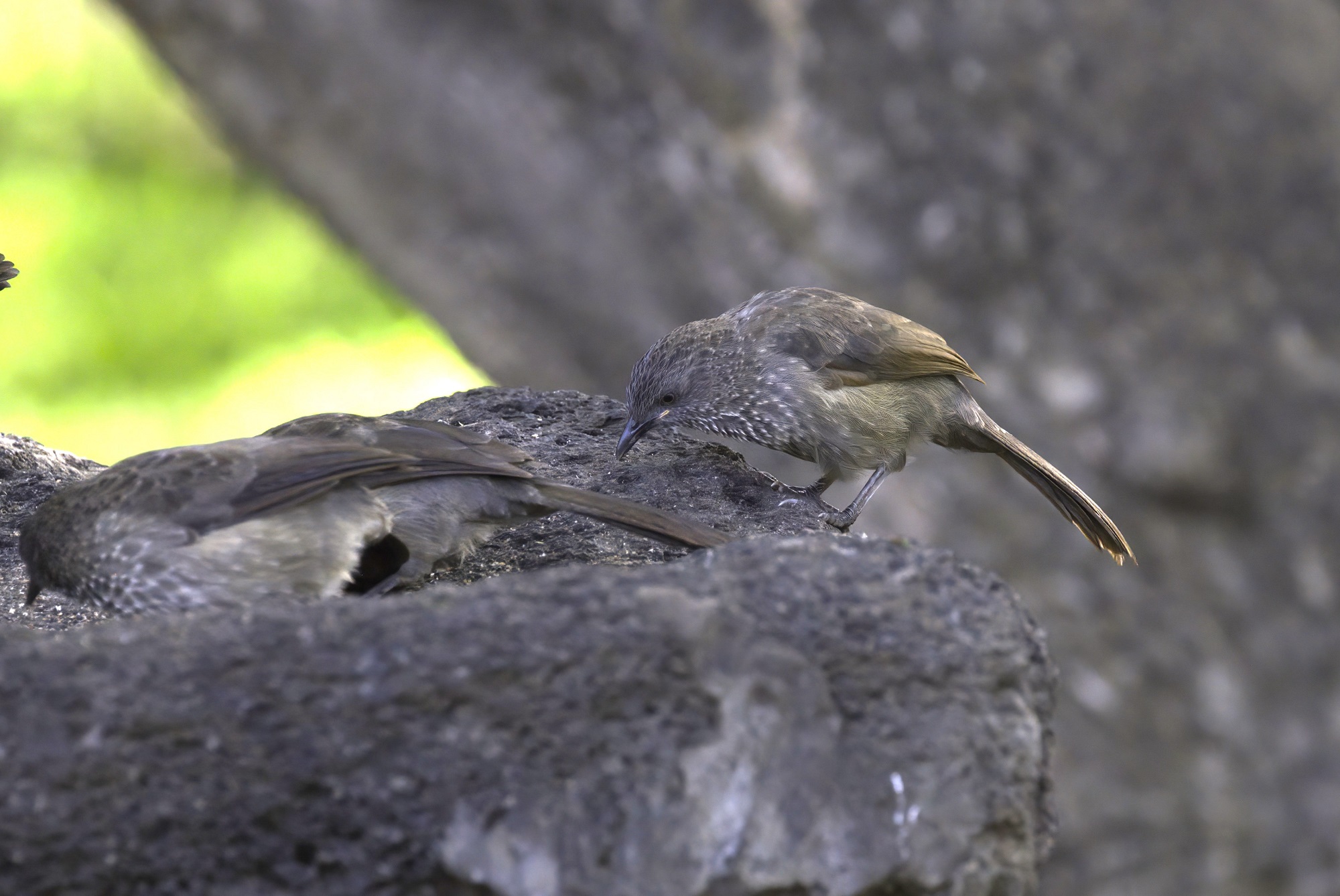 Arrow-marked Babbler
