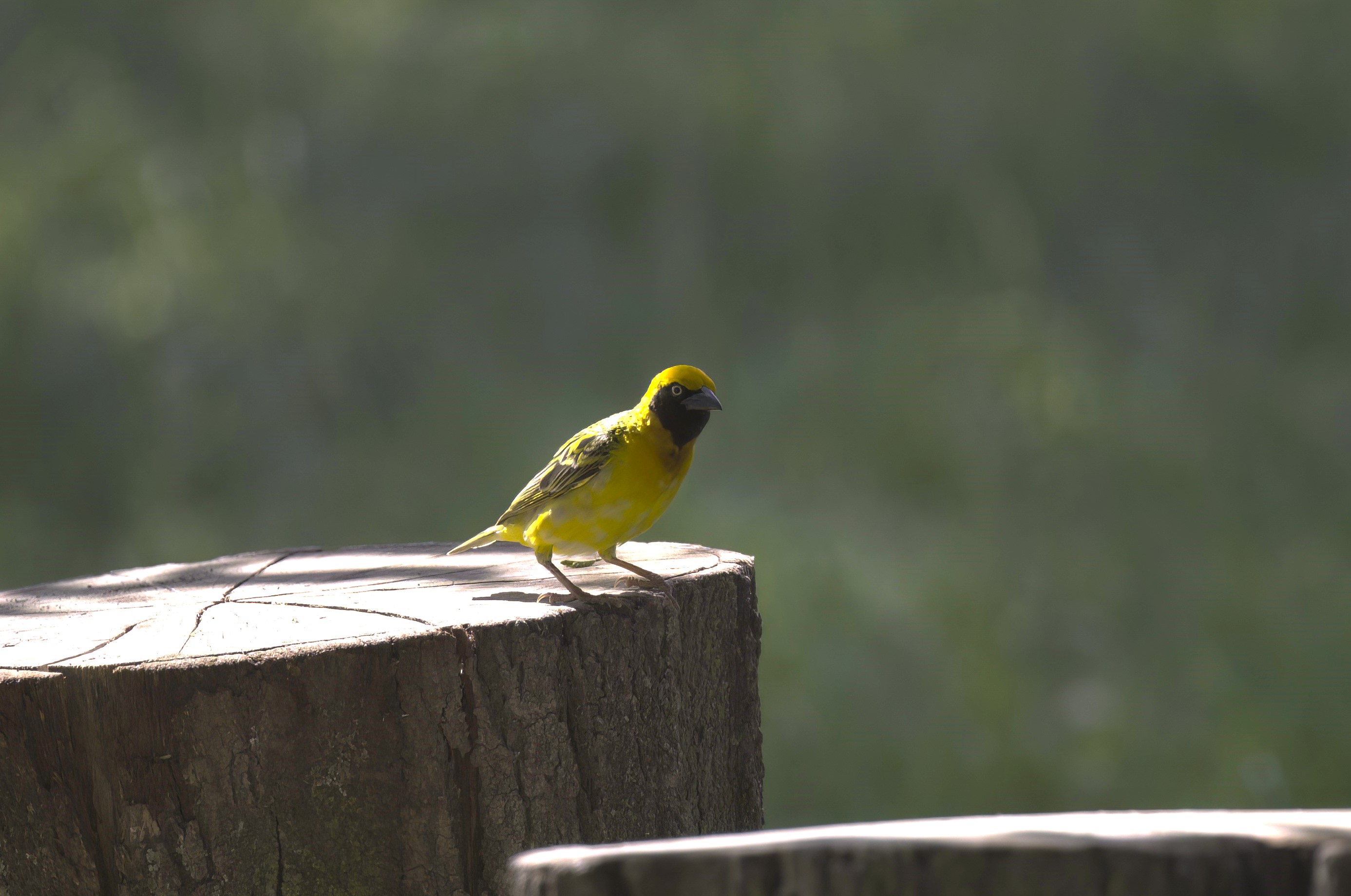 Speke's Weaver