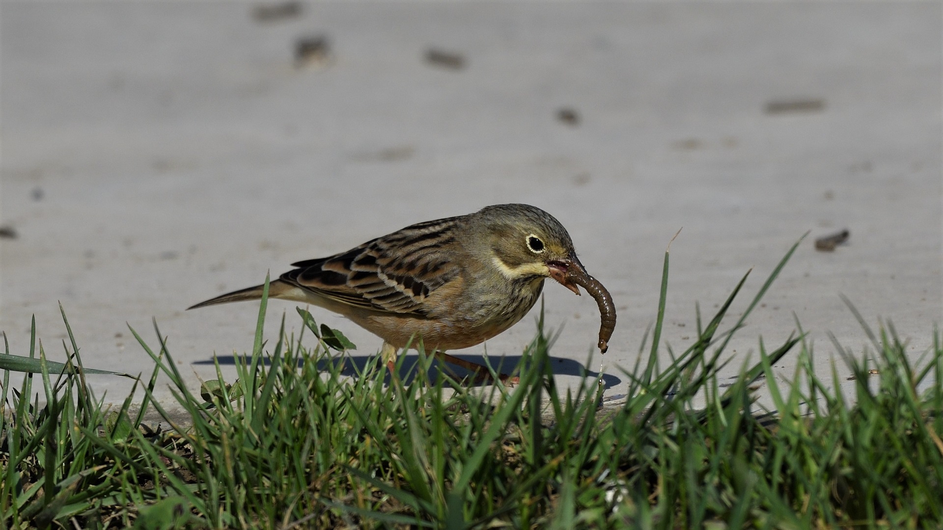 Ortolan Bunting