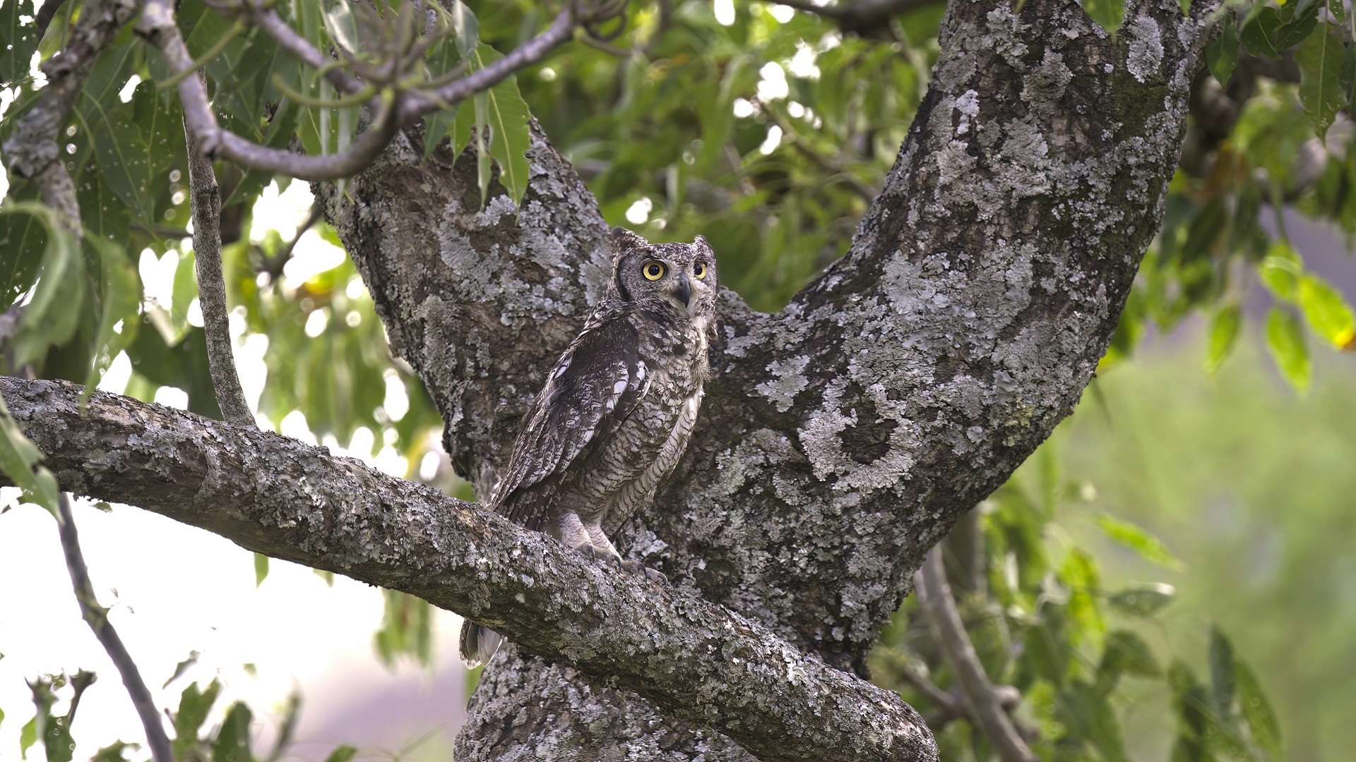 Spotted Eagle-Owl